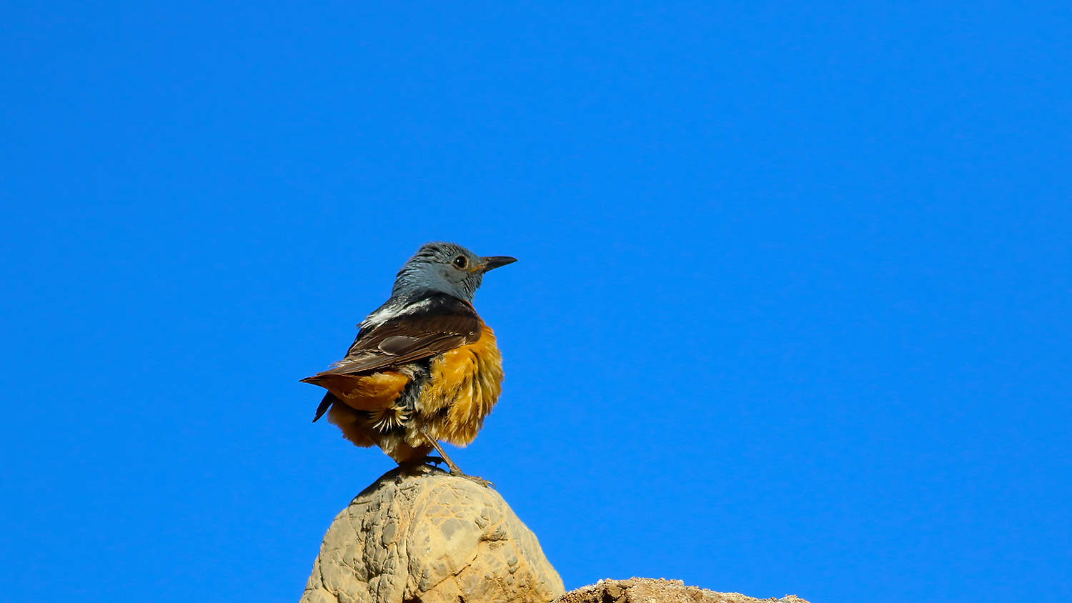 Rufous-tailed Rock-Thrush
